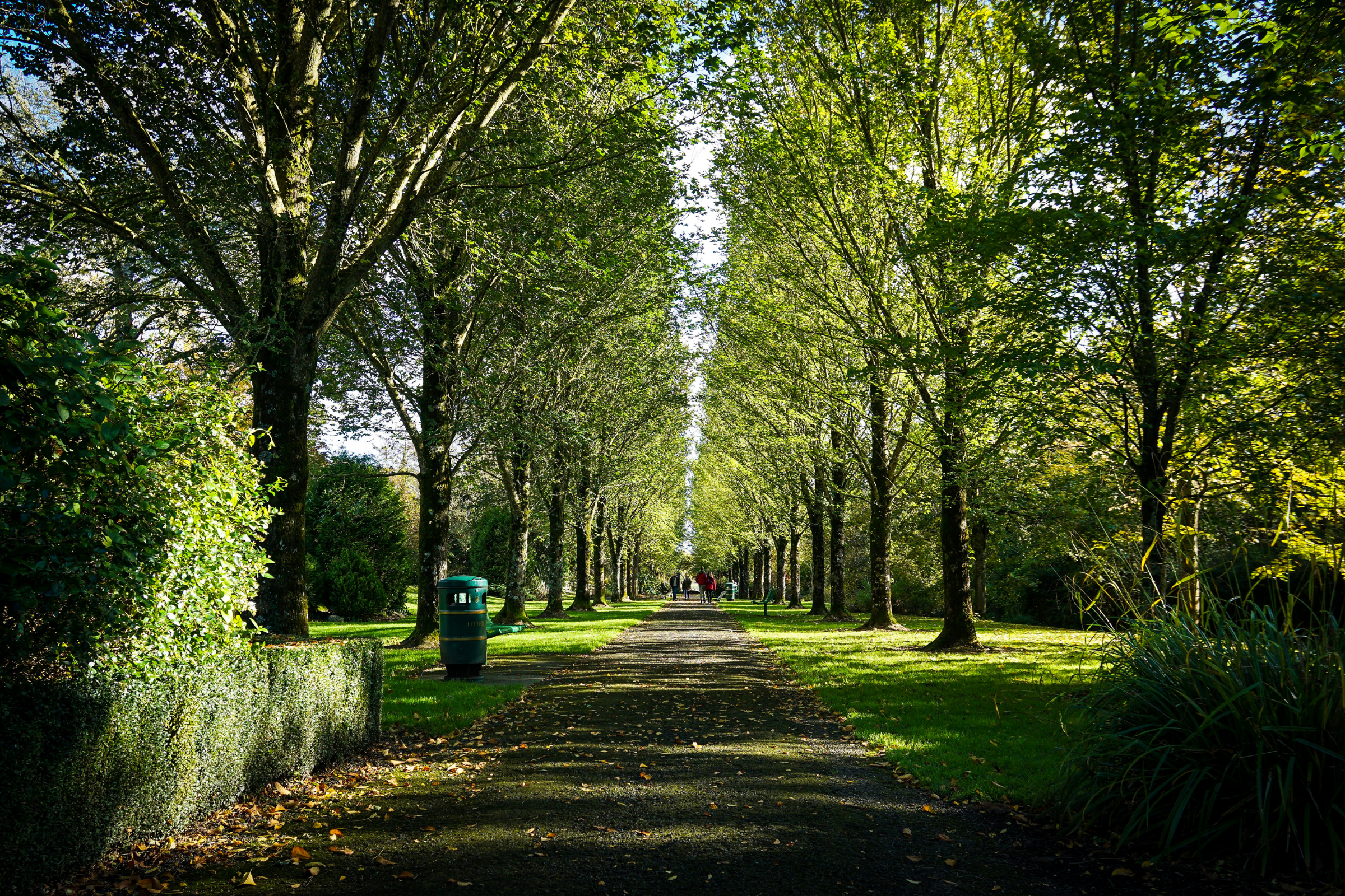 adare (2).webp